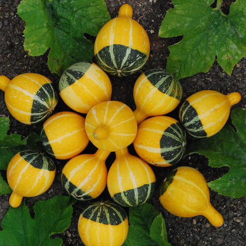 Tại Hà Nội, giá hạt giống dưa dao động từ 28.000 - 30.000 đồng/gói (10 hạt). Theo những người bán hạt giống, dù phù hợp với thời tiết mùa hè song dưa lọ có thể trồng được cả 4 mùa.