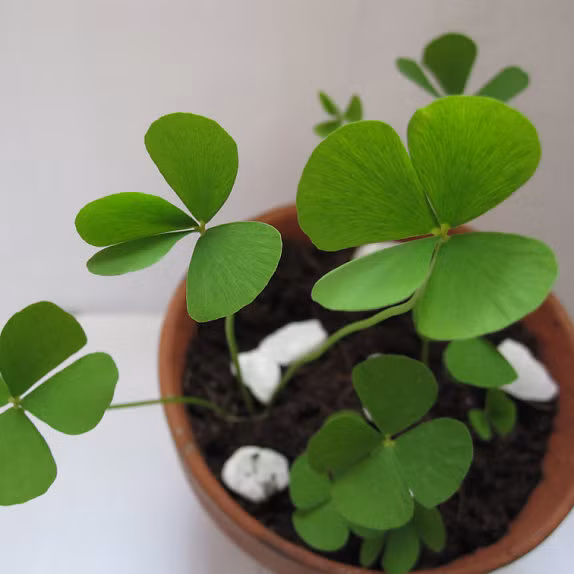 Hạt giống cỏ có 3 hoặc 4 lá đang được rao bán nhiều trên thị trường khiến không ít khách hàng trẻ mê mẩn tìm mua. Giá mỗi gói hạt giống dao động từ 30.000 - 40.000 đồng (khoảng 30 hạt).