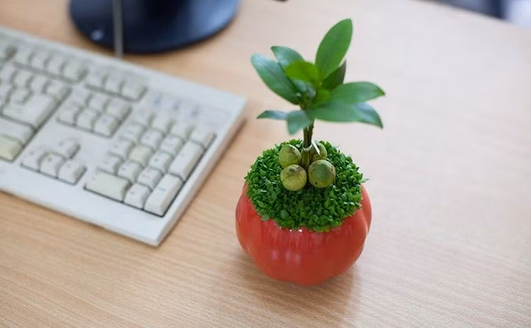 Gieo hạt giống theo khuôn hình, hoặc trồng xen các loại cây cảnh khác sẽ khiến chậu cảnh thêm sinh động, lạ mắt.