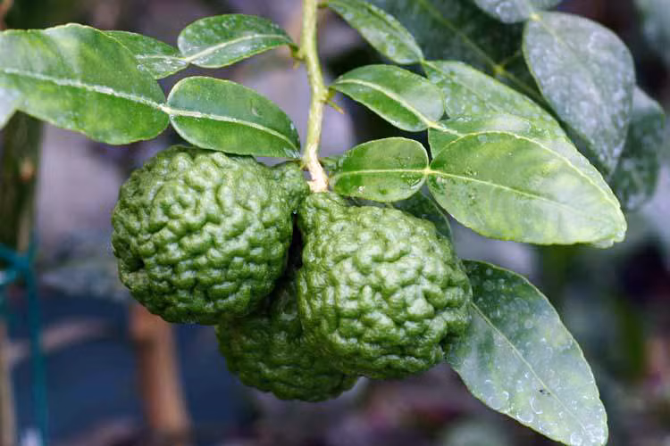 Ngoài dùng trong chế biến thực phẩm, chanh Thái được phái nữ dùng trong khi làm đẹp như các loại chanh thông thường. Gội đầu bằng chanh giúp làm thơm và mượt tóc.