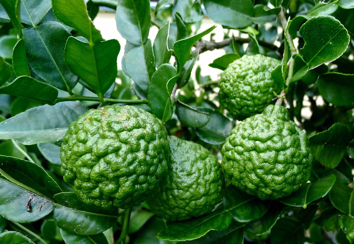 Chanh la hinh nao nguoi sot xinh xich mua nang nong