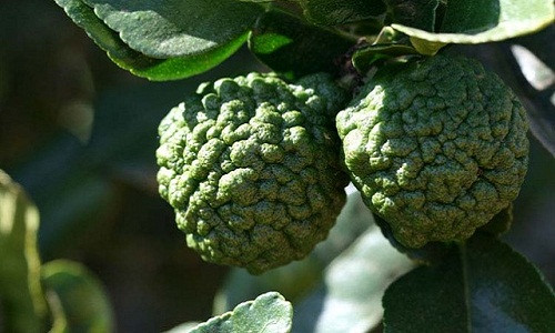 Hình dáng lạ với lớp vỏ sần sùi của quả chanh Thái.