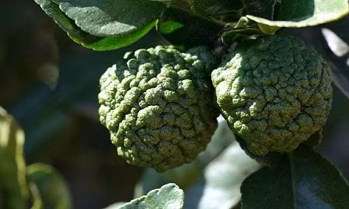 Hình dáng lạ với lớp vỏ sần sùi của quả chanh Thái.