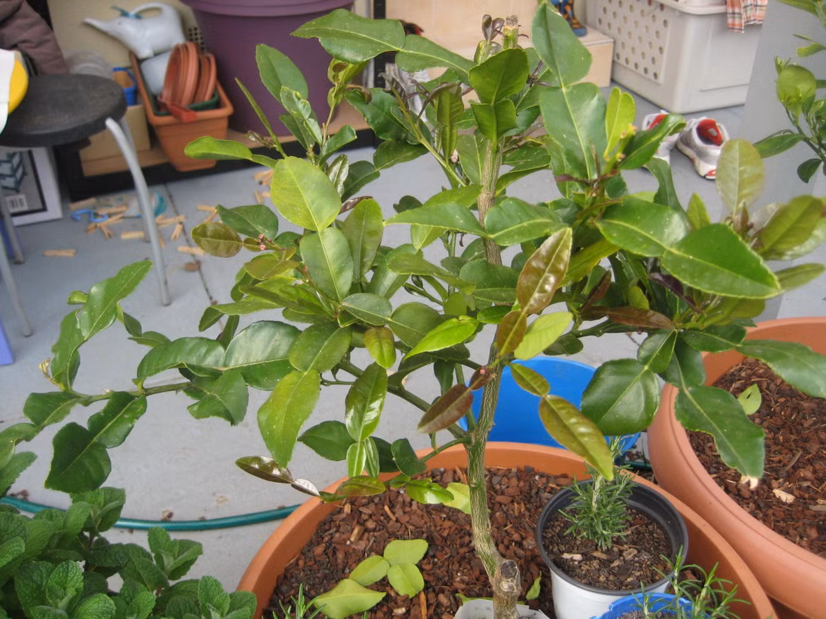 Với những cây đã cao 80cm - 1m, có thể hái lá dùng được, giá bán dao động từ 180.000 - 300.000 đồng/cây.