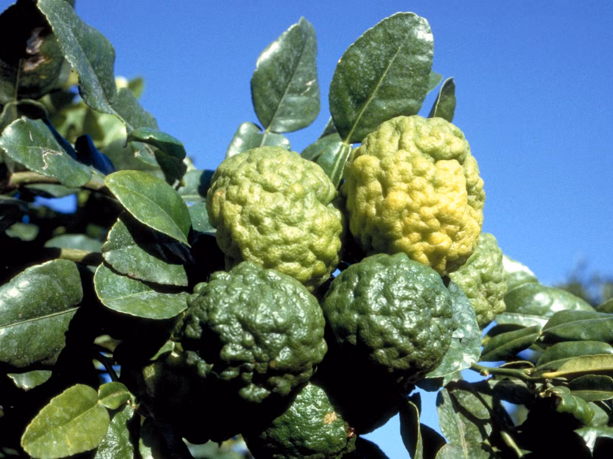 Thông thường, cây trồng từ 4 năm trở lên mới cho quả, càng lâu năm, tỉ lệ cho quả năng suất càng lớn.