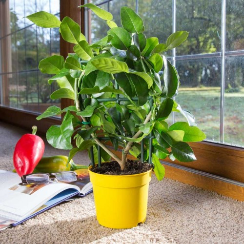 Do dễ trồng, chịu điều kiện khô hạn tốt, hình dáng quả chanh độc, lạ nên cây cũng được trồng làm cảnh tại nhà. Ngoài ra, mùi thơm dịu nhẹ của chanh giúp căn phòng thông thoáng, dễ chịu.