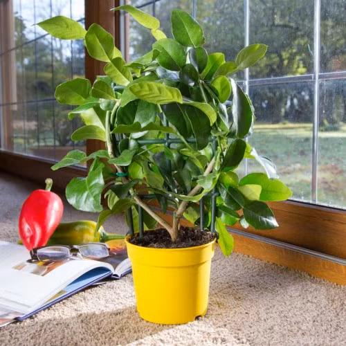 Do dễ trồng, chịu điều kiện khô hạn tốt, hình dáng quả chanh độc, lạ nên cây cũng được trồng làm cảnh tại nhà. Ngoài ra, mùi thơm dịu nhẹ của chanh giúp căn phòng thông thoáng, dễ chịu.