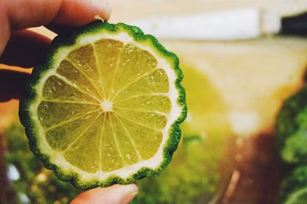 Theo chị Hoàng Hà (chủ cửa hàng hoa quả nhập khẩu trên đường Nguyễn Chí Thanh, Hà Nội): "Chanh Thái được khách thích vì tinh dầu chanh rất thơm, gấp nhiều lần chanh thông thường. Quả tròn, vỏ sần sùi như các nếp gấp, khiến nhiều người liên tưởng chúng giống bộ não người. Khi chanh chín thì vỏ chuyển sang màu vàng, tép chanh màu vàng xanh khá đẹp".