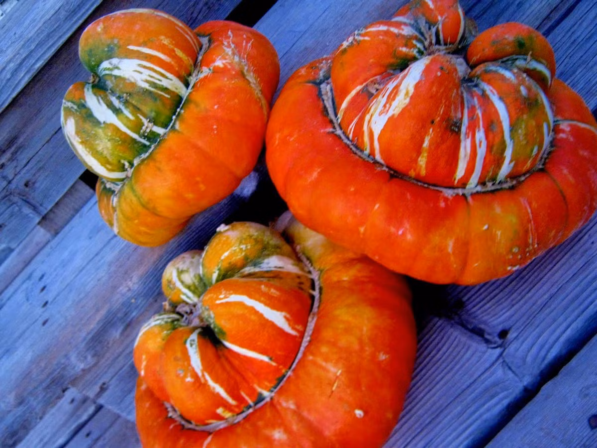 Trái bí có hình dáng độc lạ này có kích thước có lên tới hơn 20cm, nặng khoảng 2kg.