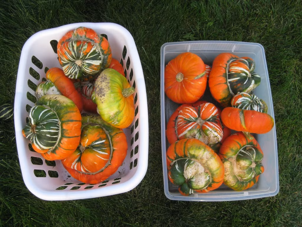 Mặc dù cần tưới nước thường xuyên (2 ngày một lần) nhưng đất trồng bí cần được thoát nước tốt và cung cấp phân bón. Ngoài ra, chúng rất nhạy cảm với sương giá vào mùa xuân và mùa thu.