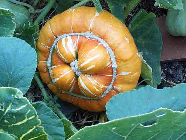 Theo chủ cửa hàng hạt giống tại Hoàng Hoa Thám, Hà Nội: "Nhiệt độ nẩy mầm của hạt bí dao động từ 20-25 độ C, thời gian nẩy mầm từ 8-20 ngày. Trước khi gieo hạt, nên ngâm trong nước cho đến 24 giờ".