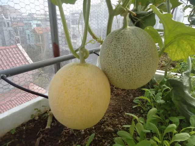 Trong khi đó, dưa Việt quả hình tròn, nhẹ hơn dưa vàng Trung Quốc. Trung bình các trái dưa trong nước nặng khoảng 1-2 kg, cùi dày, vị ngọt thanh và ăn giòn.