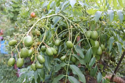 Mỗi kg trái cóc cầy miền Tây được rao bán từ 20.000 -25.000 đồng/kg. Không chỉ ăn chơi, trong đông y, quả cóc có tác dụng chữa bệnh như chữa đau họng, sinh tân dịch, kích thích tiêu hóa, giúp ăn ngon miệng, giải khát và giải nhiệt.