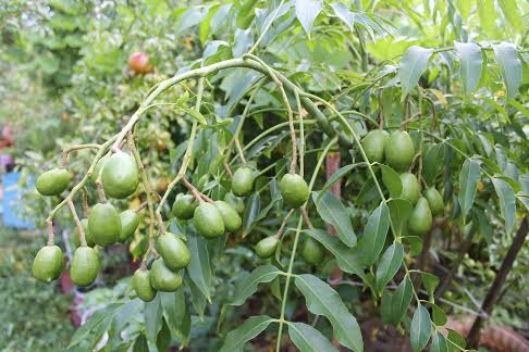 Mỗi kg trái cóc cầy miền Tây được rao bán từ 20.000 -25.000 đồng/kg. Không chỉ ăn chơi, trong đông y, quả cóc có tác dụng chữa bệnh như chữa đau họng, sinh tân dịch, kích thích tiêu hóa, giúp ăn ngon miệng, giải khát và giải nhiệt.