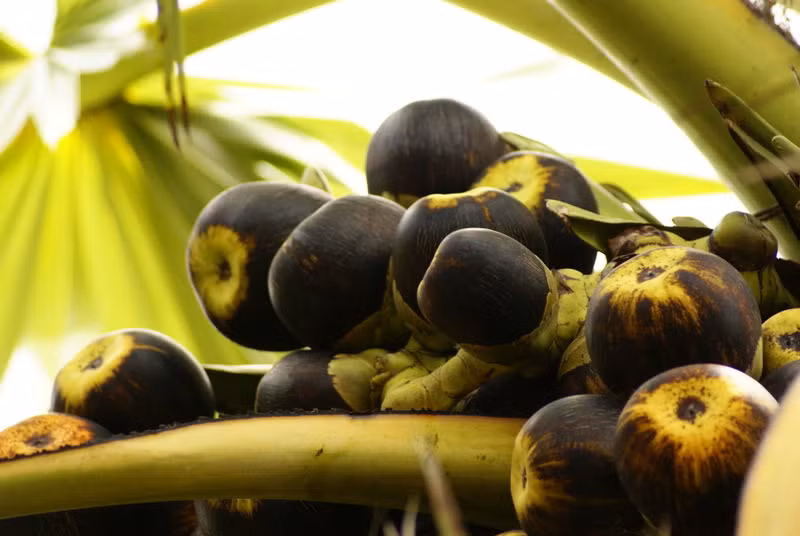 Thốt nốt có giá 3.500 - 7.000 đồng/trái, thốt nốt lột vỏ lấy ruột 30.000 - 35.000 đồng/kg. Ngoài ra, đường thốt nốt thành phẩm cũng tăng giá, khoảng 40.000 đồng/kg. Thương lái thu mua thốt nốt từ 10 - 15 tấn có thể kiếm được khoản tiền lớn.