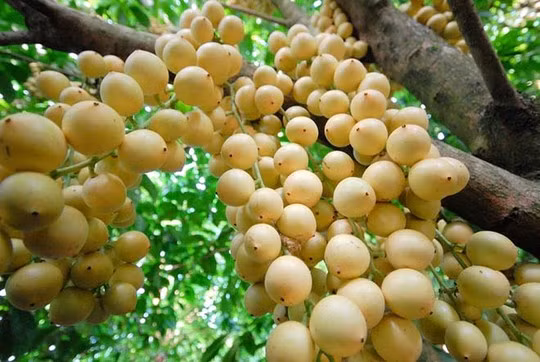 Trái dâu da (còn gọi là dâu bòn bon) đang được coi là thế mạnh của nhiều nhà vườn miền Tây. Dâu bòn bon có nhiều ưu thế hơn nhờ trái sai, đều, độ ngọt cao, trái to, mọng nước và thích hợp với nhiều loại đất.