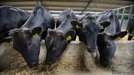 Để có chất lượng thịt thuộc hàng cực phẩm, quá trình nuôi dưỡng bò rất khắt khe. Trong đó, rơm, cỏ khô cho bò được tuyển chọn kỹ càng. Ngoài ra, người chăn nuôi cung cấp cho bò hàng ngàn loại thực phẩm khác nhau.