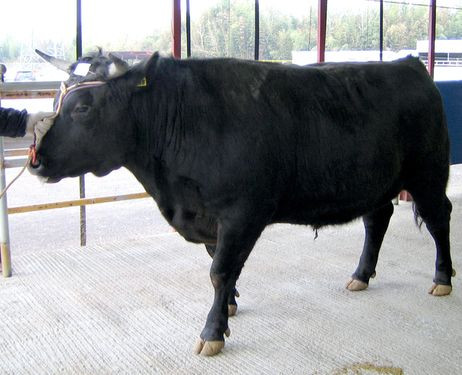 Thịt bò Hida từ những con bò lông đen được nuôi dưỡng tại tỉnh Gifu (Nhật Bản). Loại thịt này vừa đạt giải thưởng cao nhất tại “Hội chợ đánh giá chất lượng thịt bò vùng Kinki, Tokai và Hokuriku”.