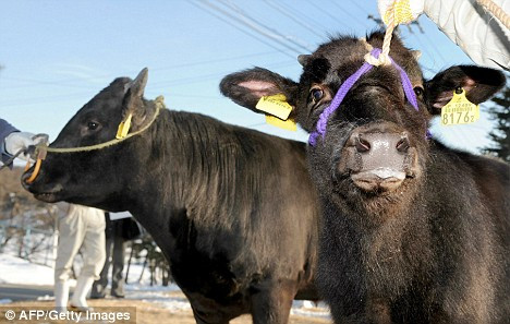 Tại Nhật, những con bò được phối giống từ bò Yasufuku luôn được mua với mức giá rất cao trong các buổi bán đấu giá trên thị trường bò thịt.