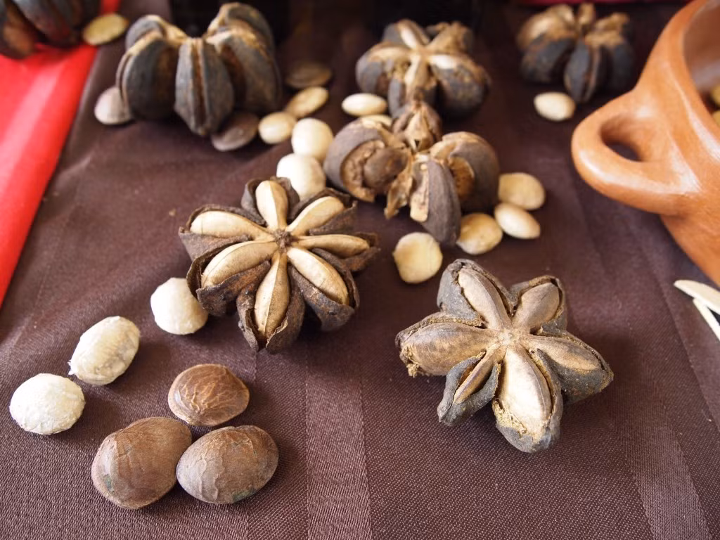 Nhờ chứa các dưỡng chất quý, hạt sachi không chỉ là "siêu thực phẩm" mà nhanh chóng trở thành nguyên liệu quan trọng để sản xuất các loại thuốc, thực phẩm chức năng, tinh dầu chống oxy hóa trên cơ thể con người.