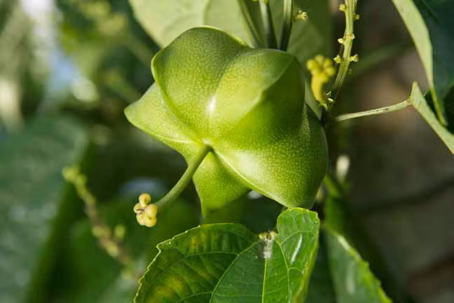 Cây Sachi có xuất xứ từ vùng Amazon (Nam Mỹ), thuộc họ thầu dầu (Euphorbiaceae). Hạt Sachi từ lâu đã được biết đến như là đặc sản của Peru và người bản xứ Amazon. Rất nhanh sau đó, chúng được nhân rộng trồng ở nhiều nước nhiệt đới, đặc biệt là khu vực Đông Nam Á.
