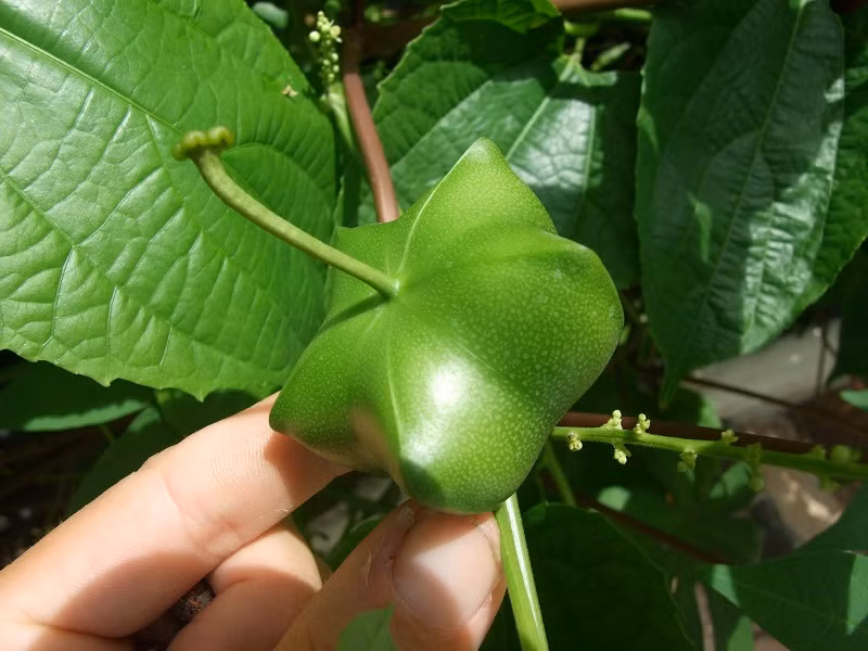 Mới được đưa vào trồng ở Việt Nam gần đây, dự kiến mang lại nguồn lợi nhuận lớn, cây sachi (hay còn gọi là Sacha Inchi) nhanh chóng thu hút sự quan tâm của mọi người.