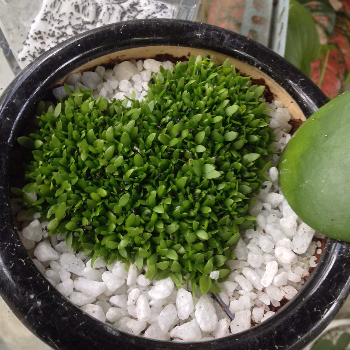 Nguyễn Thanh Minh (sinh viên đại học Văn hóa - Hà Nội) tâm sự về lý do tìm mua hạt cỏ may mắn: "Tự trồng cỏ sẽ độc đáo hơn là tự mua ngoài cửa hàng, nếu làm quà tặng hoặc tự chăm sóc sẽ vui và ý nghĩa. Hơn nữa, giá hạt giống cỏ may mắn khá rẻ, cách trồng lại đơn giản".