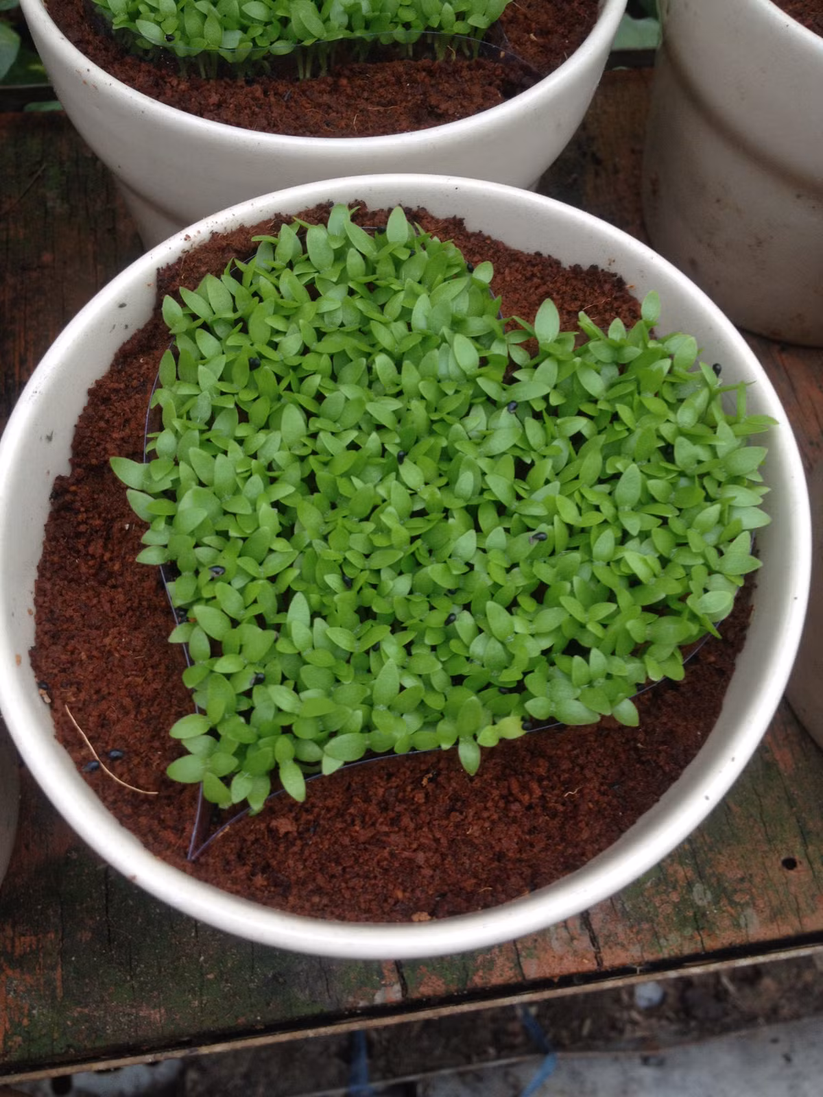 Khach Ha Noi san lung giong co la hinh trai tim-Hinh-2