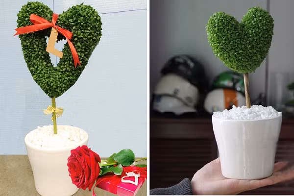 Khi cây cỏ được tầm 2-3 tuần tuổi nên nhúng hoặc tưới nước tầm 2-3 phút để cây bền màu xanh.