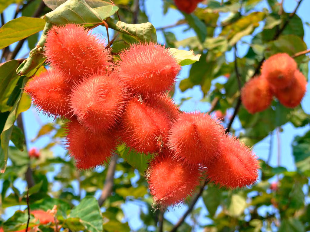 Quả cà ri màu đỏ độc lạ từng xuất hiện ở nhiều lễ hội trái cây Nam Bộ còn được gọi là quả điều nhuộm, quả điều màu. Quả không ăn được nhưng hạt lại có rất nhiều công dụng. Hạt cà ri được dùng để tạo màu thực phẩm, chẳng hạn như bơ, cá và dầu ăn