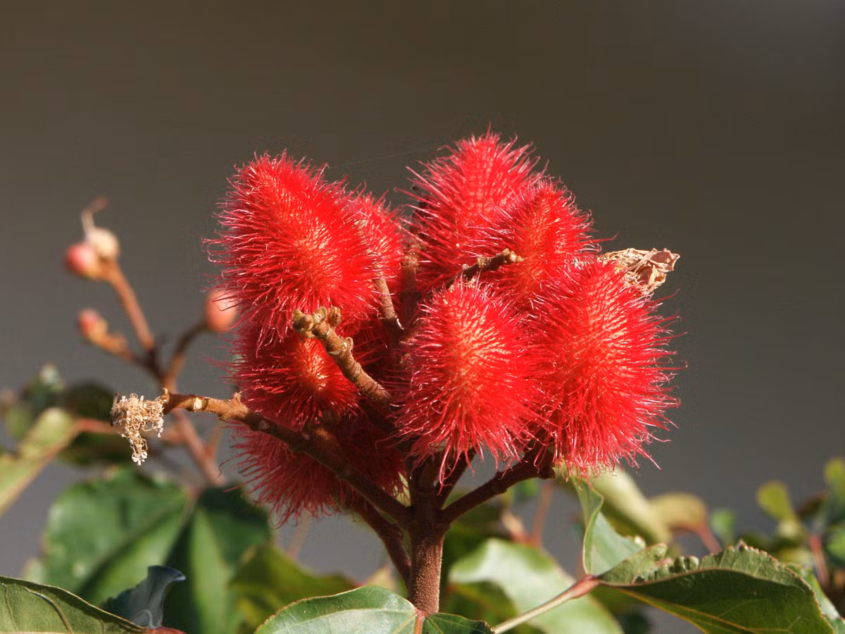 Hạt điều nhuộm được bán trên thị trường với giá 30.000 - 40.000 đồng/kg.