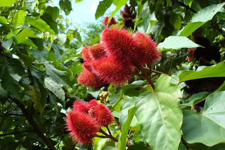 Một số nhà vườn bán cây cà ri giống song chủ yếu bán buôn với số lượng lớn, mức giá thỏa thuận.