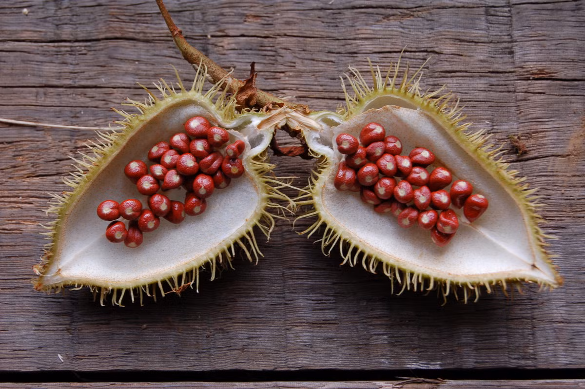 Kinh nghiệm dân gian ở Colombia, người dân giã nát hạt cà ri để trị rắn cắn, tiêu đờm.