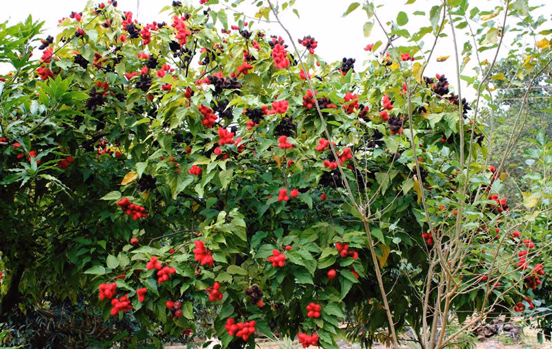 Cây cà ri trồng nhiều ở Brazil, Colombia, Mexico, Peru... vừa làm cây lấy màu thực phẩm vừa làm cây cảnh. Ở Việt Nam, cây cà ri trồng nhiều ở các vùng đồng bằng sông Cửu Long. Ảnh: Phượt.vn