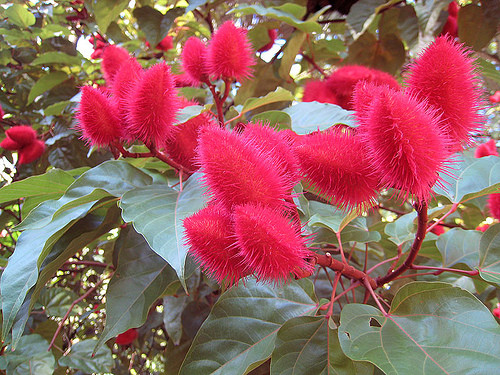 Điều nhuộm - cà ri là cây nhiệt đới, có thể sống tới 50 năm, cây gỗ nhỏ, cao 4-10m, nhiều cành.