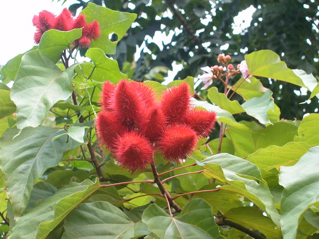 Ở Việt Nam hạt cây điều nhuộm được các bà nội trợ khử trong dầu phộng, dầu dừa hay mỡ lợn đun nóng, lọc lấy hỗn hợp màu để nấu thức ăn như cà ri, cơm nị, xào lăn.