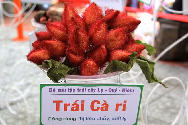 Lá cây chữa lị, sốt, sốt rét, một số bộ phận khác của cây làm thuốc chống say nắng, viêm amiđan, bỏng, viêm màng phổi, trị tiêu chảy, kiết lị. Ảnh quả cà ri tại lễ hội trái cây 2015.