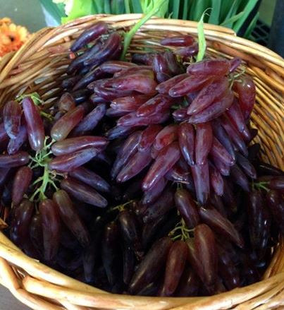 Nho thường được cắt tỉa vào cuối mùa đông và đầu mùa xuân để chuẩn bị cho kỳ sinh trưởng mới.