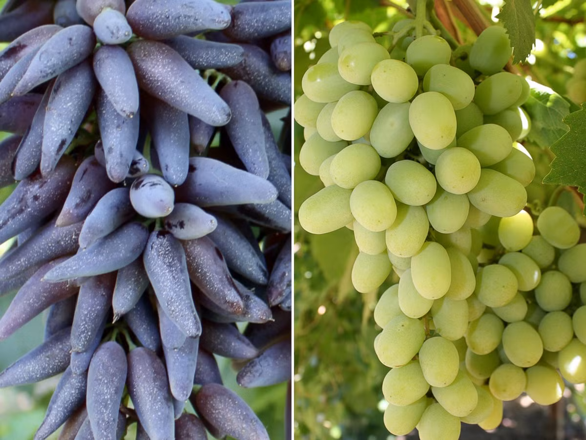 ... và khác biệt.