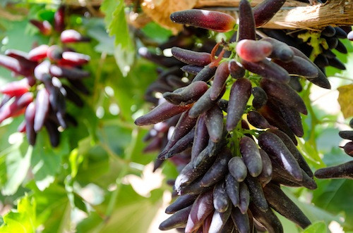 Nhiều người nhận xét "ngoại hình" của chúng giống trái ớt cay hơn là nho.