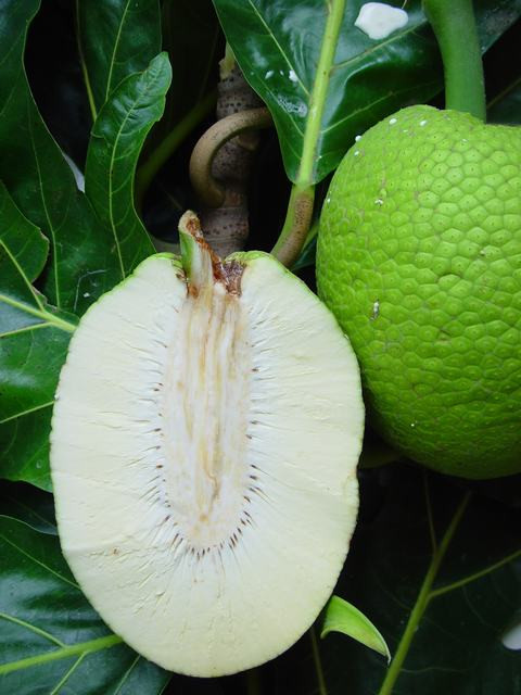 Chị Thanh Trà (chủ cửa hàng hoa quả trên đường Đội Cấn, Hà Nội) cho biết: "Quả sa kê nhìn gần giống như quả mít tố nữ, hình tròn hoặc hình trứng. Bên trong quả không có hạt, thịt bên trong chắc, dày, màu trắng ngà. Quả thường được dùng để nấu các món hầm, chiên giống như khoai tây hay khoai môn nhưng thơm hơn".