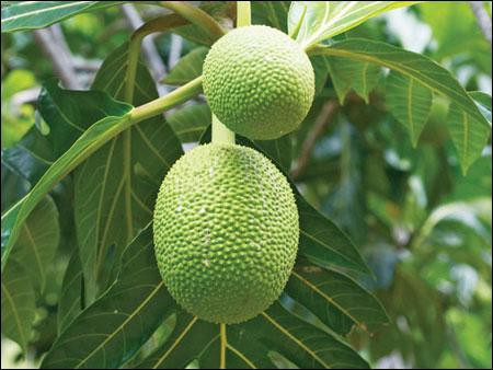 Lá sa kê có thể phối hợp với một số vị thuốc khác trị sỏi thận, gút, tiểu đường hay đắp mụn nhọt. Trong khi đó, rễ cây có tác dụng với các bệnh về da, đau răng.