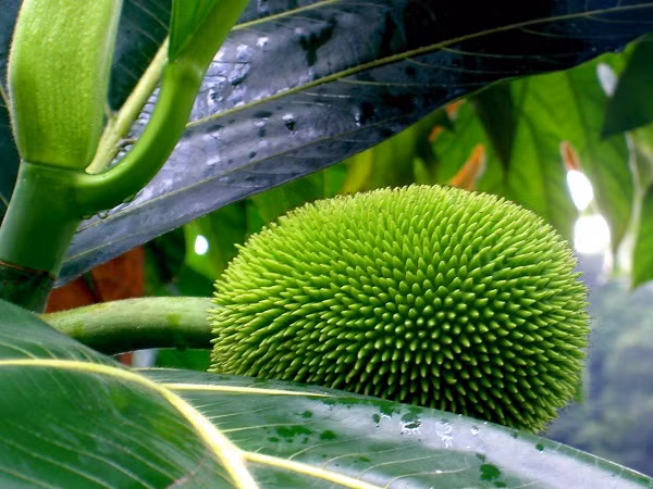 Mỗi cây sa kê sinh trưởng tốt có thể thu hoạch chừng 20 kg quả, càng nhiều năm, cây sẽ cho nhiều quả hơn, thậm chí có thể ra quả quanh năm. Trái sa kê lớn có khi nặng đến 2 kg.