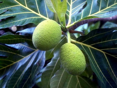 "Nếu trồng sa kê phải rất chú ý. Loại sa kê không hạt, nhiều thịt thì được nhân giống từ chiết cành. Cây cần loại đất trồng thoát nước tốt. Khi mới trồng, khoảng 2-3 lần, cách nhau 5-7 ngày cần bón phân cho sa kê để rễ mau lên" - Chị Hoài An cho biết thêm.