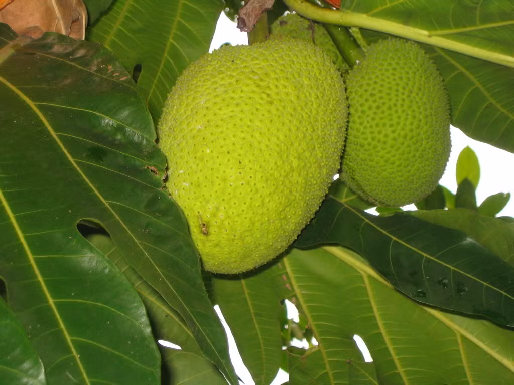 Cây giống sa kê chỉ cần chăm sóc đầy đủ nước tưới và bón phân, ra 3-4 cành tốt là có thể cho quả.