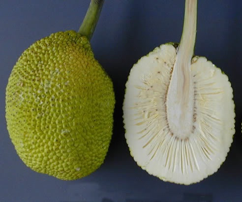 "Các món hầm từ quả sa kê có vị thanh, mát tự nhiên, còn món chiên lại giòn, lạ miệng. Do đó, vào mùa này là sa kê được nhiều khách tìm mua" - chị Trà cho biết thêm.