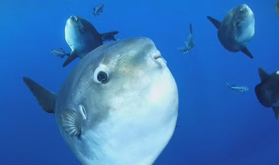 Ngư dân Nghệ An từng bắt được con cá mặt trăng quý hiếm nặng hơn 120kg và 400kg.