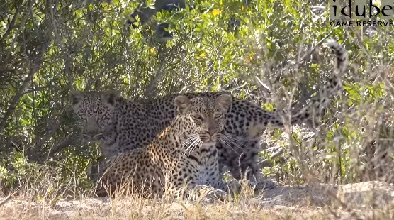 Cho đến tận khi Hukumuri có thai và đẻ ra một con báo đực nhỏ, cả hai vẫn giữ mối quan hệ thân mật một cách khó hiểu. Thậm chí Hukumuri còn chủ động tiếp cận Nyeleti như thời còn độc thân. (Nguồn Idube Game Reserve)