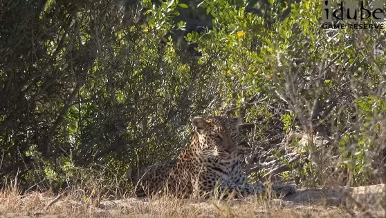 Trong ảnh là con báo hoa mai đực có tên Nyeleti, cách đây không lâu trong mùa giao phối, nó đã giao phối liên tục cùng một con báo hoa mai cái có tên Hukumuri. (Nguồn Idube Game Reserve)