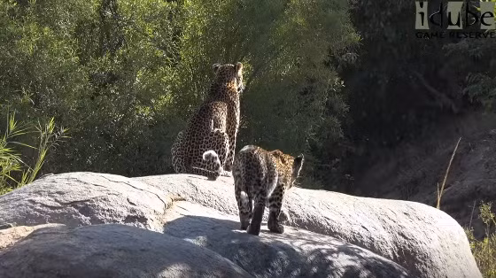 Trên gò đá cao, báo hoa mai đực Nyeleti nhìn thẳng xuống bụi rậm phía dưới một cách chăm chú, khiến con báo cái không khỏi hoảng hốt. Có vẻ như đó là nơi trú ẩn của mẹ con Hukumuri. (Nguồn Idube Game Reserve)